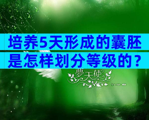 培养5天形成的囊胚是怎样划分等级的？