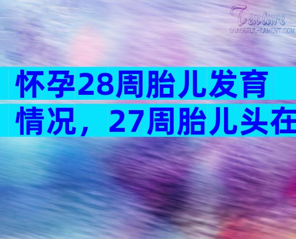 怀孕28周胎儿发育情况，27周胎儿头在哪个位置？