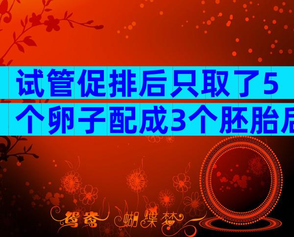 试管促排后只取了5个卵子配成3个胚胎后成功率是多少？